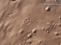 Black-tailed Jackrabbit Tracks