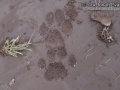 Bobcat Tracks