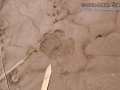 Coyote Tracks
