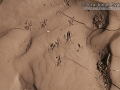 Hispid Cotton Rat Tracks