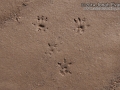 Hispid Cotton Rat Tracks 5
