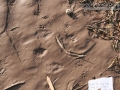 Jackrabbit Tracks
