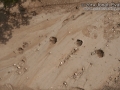 Peccary Tracks