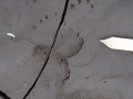 Porcupine Tracks