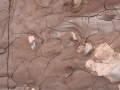 Porcupine Tracks