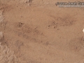 Porcupine Tracks