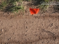 Raccoon Tracks