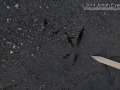 Roadrunner Tracks