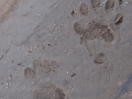 Striped Skunk Tracks