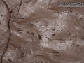Toad Swimming Tracks
