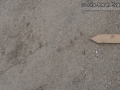 Toad Tracks