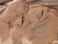 Turkey Vulture Tracks