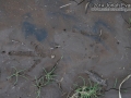 Turkey Vulture Tracks