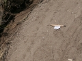 Turtle Tracks