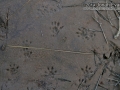 Woodrat Tracks
