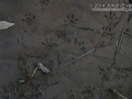 Woodrat Tracks
