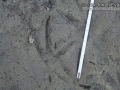 American Coot Tracks