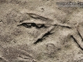 American Coot Tracks