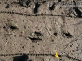 Bobcat Gallop