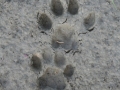 Bobcat Tracks