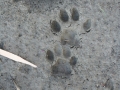 Bobcat Tracks