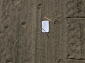 Cottontail and Coyote Tracks