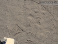 Cottontail Front Tracks