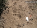 Dust Bath (Quail, Kangaroo Rat, & Cottontail)