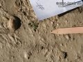 Kangaroo Rat Tracks