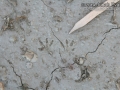 Kangaroo Rat Tracks