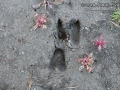 Mule Deer Tracks