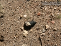 Quail Scat