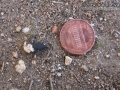 Quail Scat