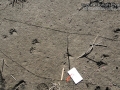 Raccoon Tracks