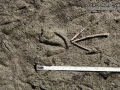 Small Duck Tracks