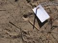 Ant Lion Hole