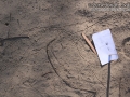 Ant Lion Trail