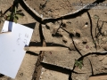 Bobcat Tracks
