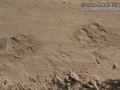 Bobcat Tracks