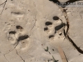 Bobcat Tracks
