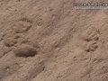 Cottontail Tracks