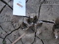 Cougar Tracks