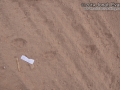Coyote Tracks