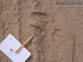 Desert Cottontail Tracks