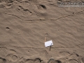 Gray Fox Tracks