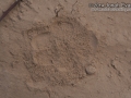 Gray Fox Tracks