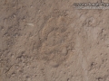 Gray Fox Tracks