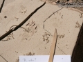 Hog-nosed Skunk Tracks