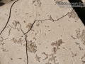 Hog-nosed Skunk Tracks