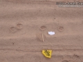 Jackrabbit Tracks